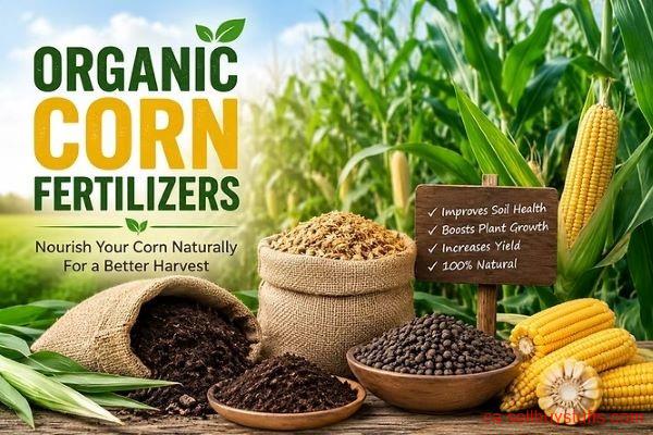 second hand/new: Corn Crop Not Growing Uniformly? Support More Consistent Development with Corn Fertilizer – Shop Now