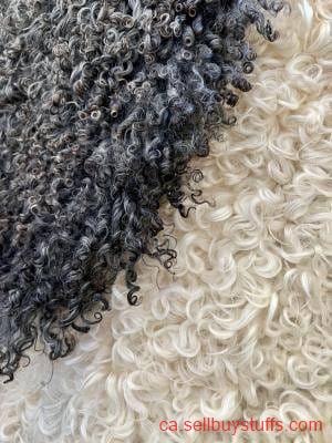 second hand/new: Premium curly Gotland Sheepskins