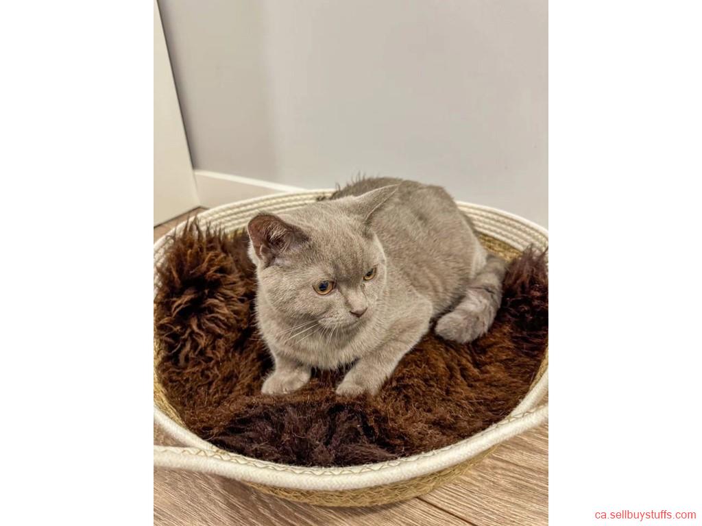second hand/new: Natural Sheepskin Cat beds 50cm, 70cm, Premium