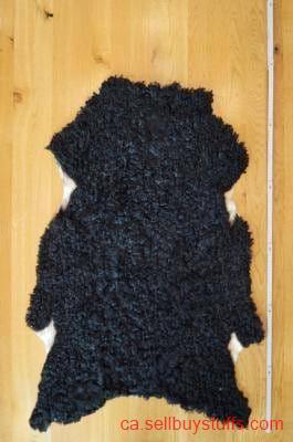 second hand/new: Premium curly Gotland Sheepskins