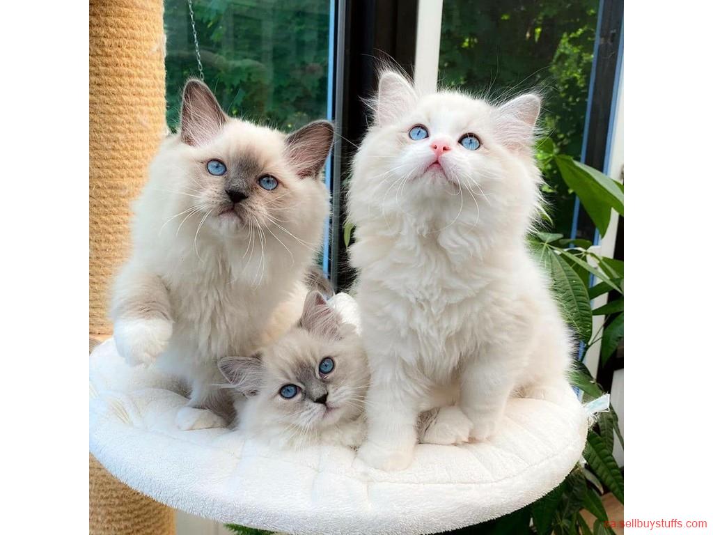 second hand/new:  ragdoll kittens for sale