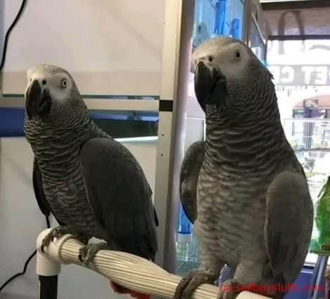 second hand/new: Talking Pair African Grey