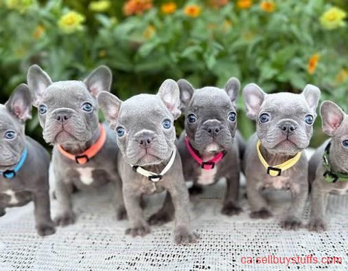second hand/new: Chopping French Bulldog Pups